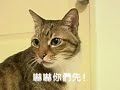 ???(??:??) - Crazy Cats play Majan