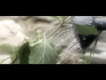 Wine Red- Music Video