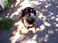 chihuahuas