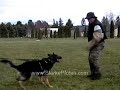Schutzhund Protection Hold and Bark Training Schutzhund Protection Hold and Bark Training