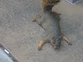Squirrel playing dead