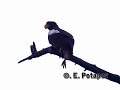 Steller's Sea Eagle Steller's Sea Eagle