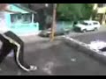 cheko y yo suicidio toma 2