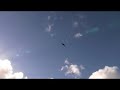 Peregrine Falcon Ridge Soaring