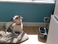 Ruby the american bulldog sings to the walls icecream man