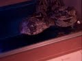 Oggie's Exotic Animal Collection (4)