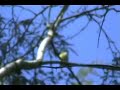 Vireos in Topsham