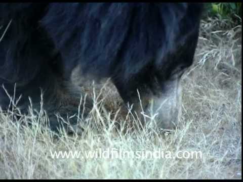 sloth bear