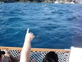 Golfinhos em Fernando de Noronha
