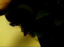 Click here to watch this video The Tameness of Sugar Gliders video2