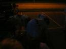 Underlig dans p� SOF