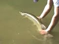 Skinny Water Muskies: On Foot Skinny Water Muskies: On Foot