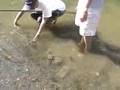 Skinny Water Muskies: On Foot