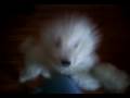 Mas videos de Pipo Mas videos de Pipo