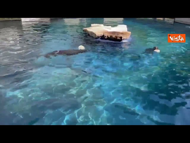 Ghiaccioli per gli animali del Bioparco di Roma contro il caldo, ecco le Otarie della California