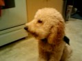 Autzen eating peanut butter!
