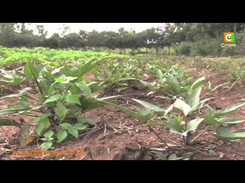 kenyacitizentv - In Nakuru County, thousands of residents are enjoying an all - year round supply of fresh vegetables, thanks to an initiative borne out of a unique collabora...