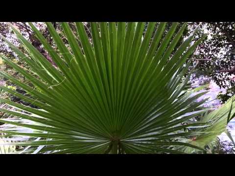 how to transplant mexican fan palm