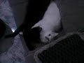 Gatos da Edna