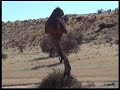 Visit of the Gemsbok National Park in Botswana Visit of the Gemsbok National Park in Botswana