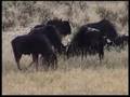 Visit of the Gemsbok National Park in Botswana