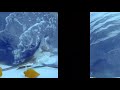 Click here to watch this video Marlin Adventures - Big Game Fishing aboard 