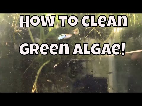 video-linktoworks-How to clean Algae off of fish tank fish tank glass!...