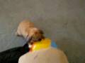 videos de Puff