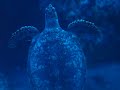 Cozumel Diving - turtle swimming