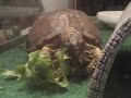 My Box Turtle Melon My Box Turtle Melon