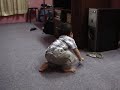 Naabigh Lalan in Baju untie nia pilih ni