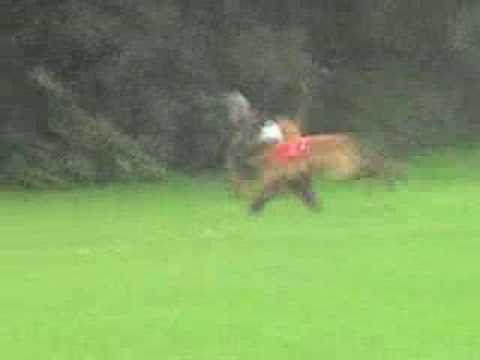 Afghan Hound coursing