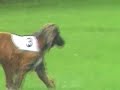 Afghan Hound coursing Afghan Hound coursing