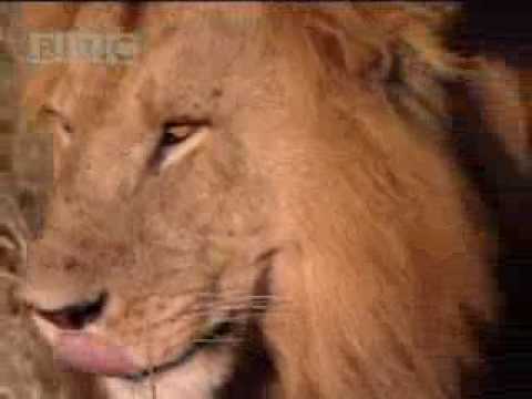 AFRICAN LION