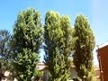 BRONI (PV):Giardinetti Nuova Italia- Il Suono della Natura -