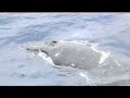 Humpback whales visit