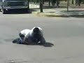 pelea de checo en ags