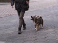 Weaving backwards (canine freestyle)