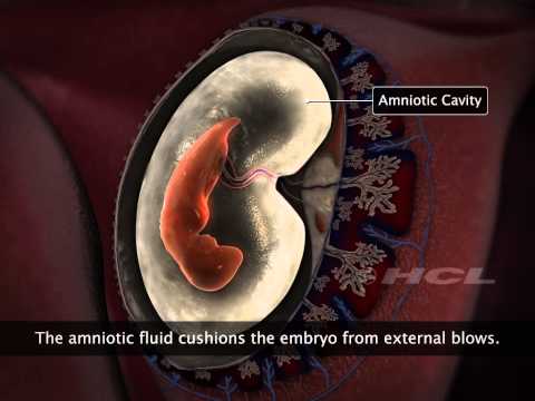 parturition - Explain the development of an embryo from implantation to full maturity, where it is ready to be delivered into the world. Explain parturition and lactation.