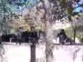videos de parkour-Tomy,erne,Sergi,Alfo