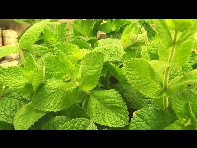 Minze & Tonic - das alkoholfreie Mixgetränk und der Sommer - Cocktail für Deine Party