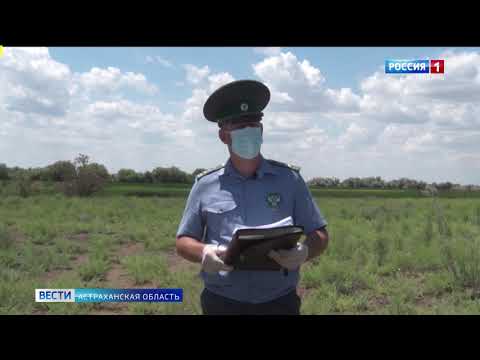 В Икрянинском районе выявили порядка 50 гектаров неиспользованных сельхозземель