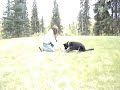 How to Teach your dog \"Down\"