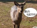 先日二月堂のお水取りを見てきました鹿寄せも見ました偶然にもロケシーンも