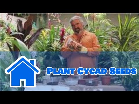 how to replant cycads