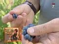 Vendimia BULLAS (2/2)