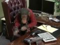 Monkey Business