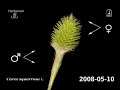 Gynecandrous spike maturation