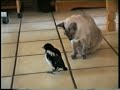 Seven cats,one bird