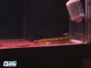 polypterus bomb
